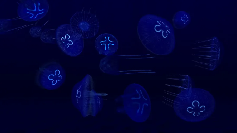 Aquário de medusas às escuras no Fish Farm 3, com os quatro anéis de cada medusa a brilhar em azul