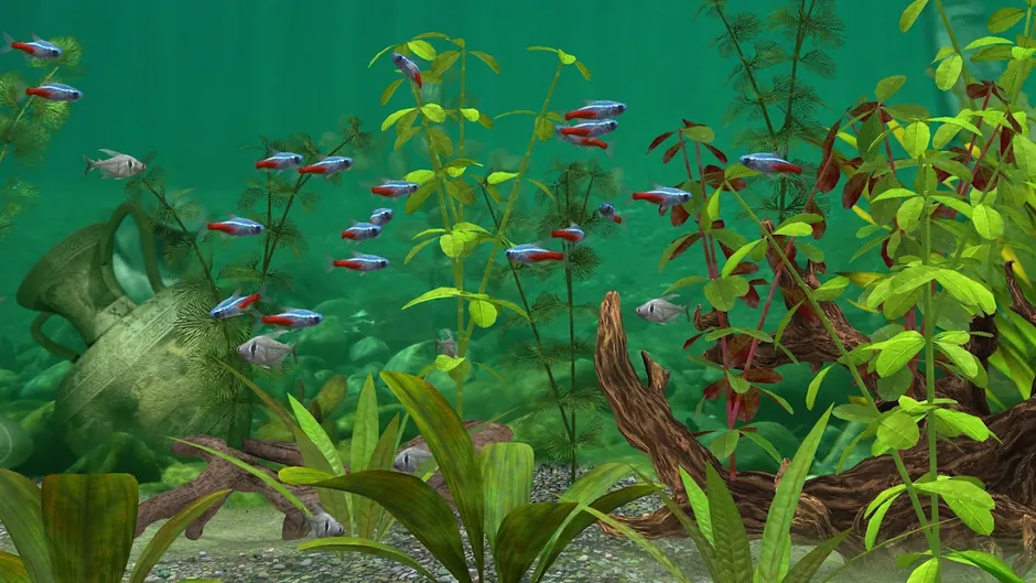 Aquário de água doce plantado no Fish Farm 3, com um cardume de tetras-néon e uma ânfora antiga caída